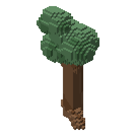 Oak sapling