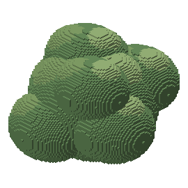 Mature oak crown